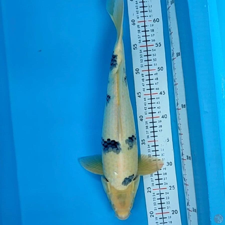 shiro 44cm/mle
