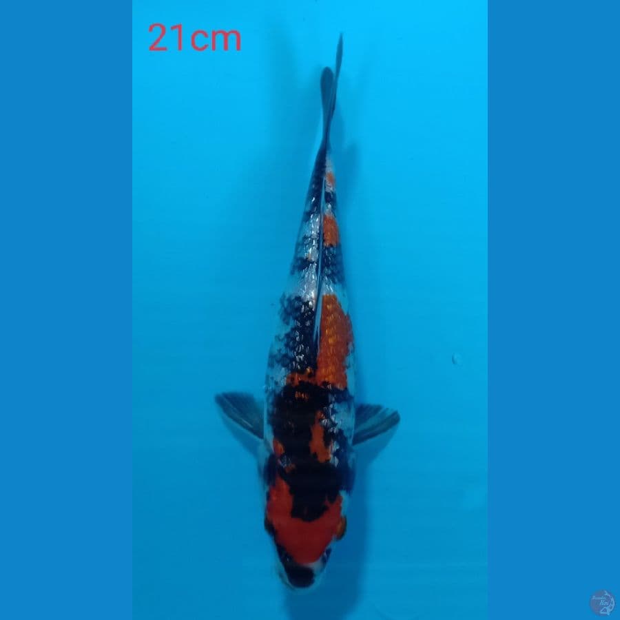 showa ginrin  21cm
