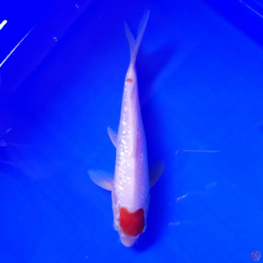Tancho Ginrin Ori 21cm