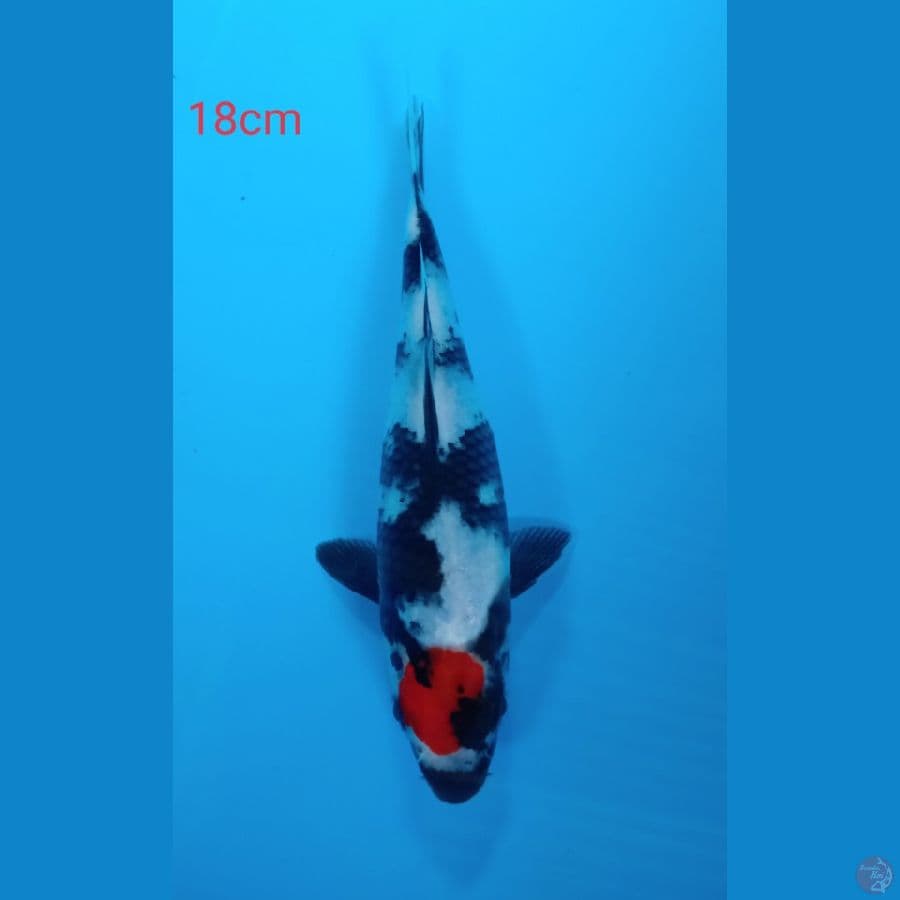 tancho showa 18cm