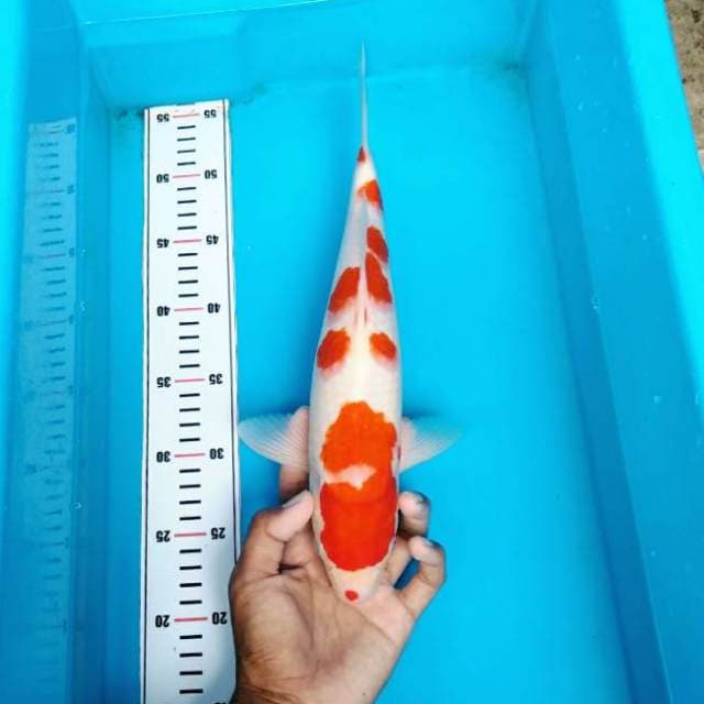 SQ kohaku 
