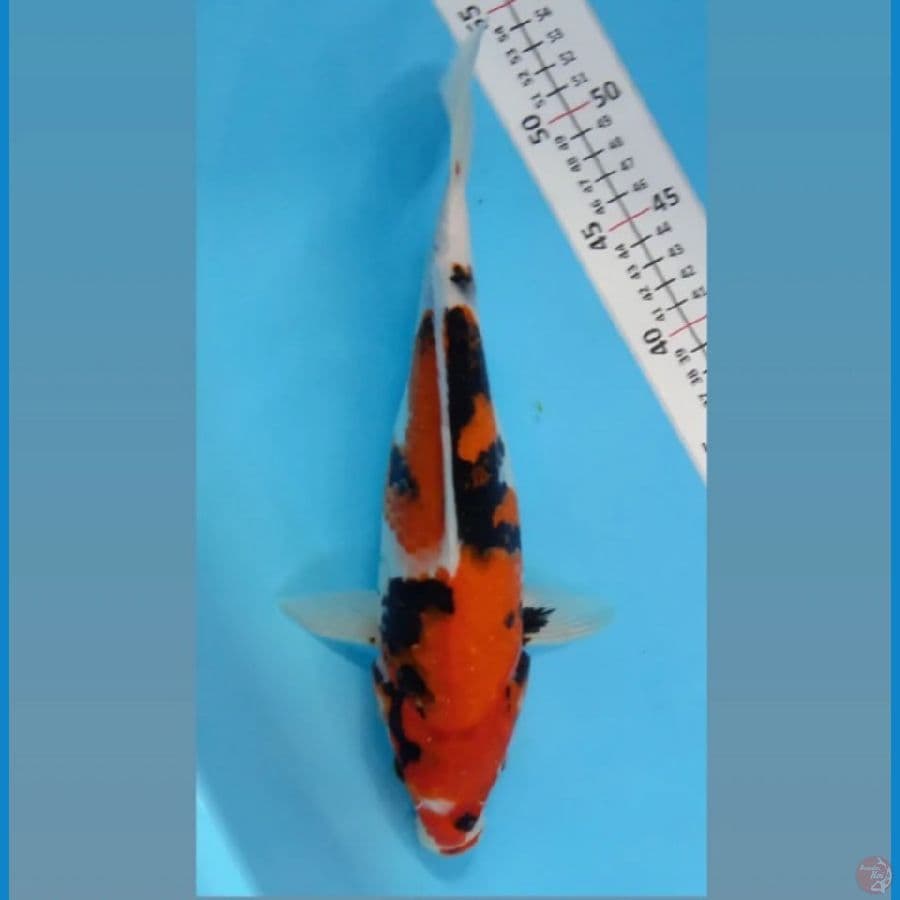 showa 32cm