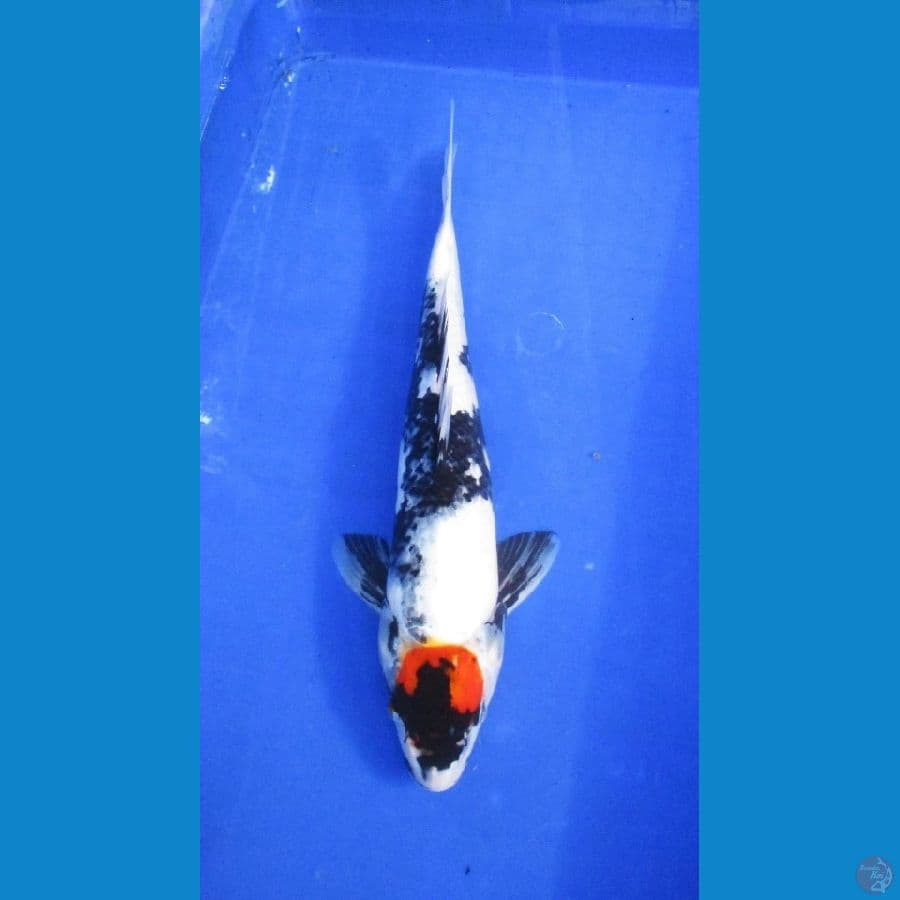 tancho showa ±36cm
