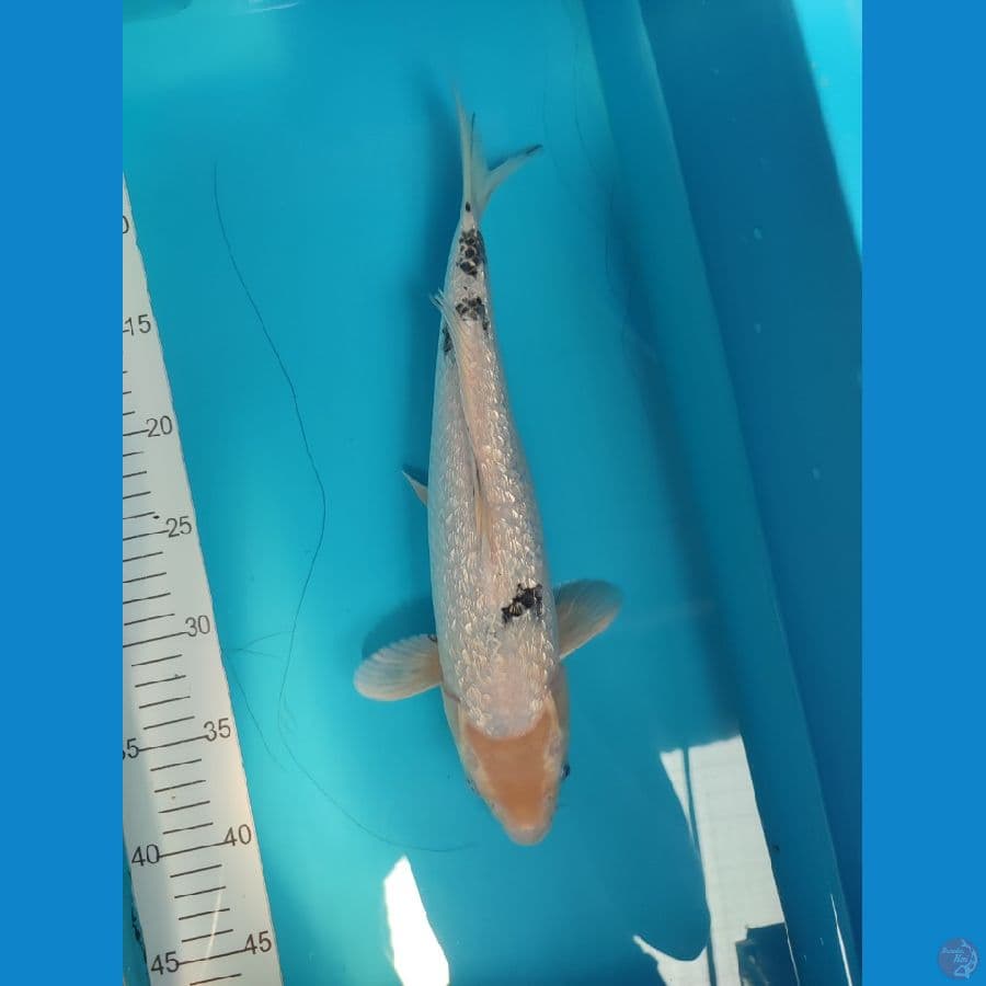 Beko ginrin Male 35cm