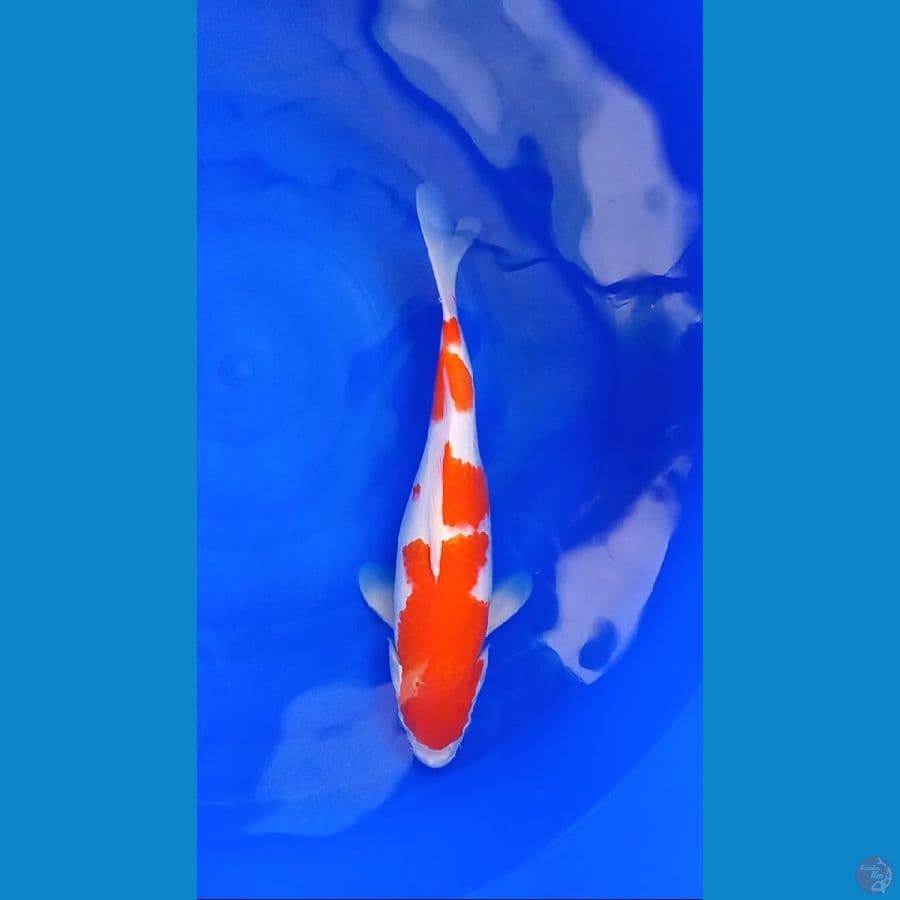 Kohaku Male - 40Cm