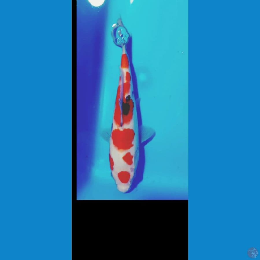 sangke 22 cm