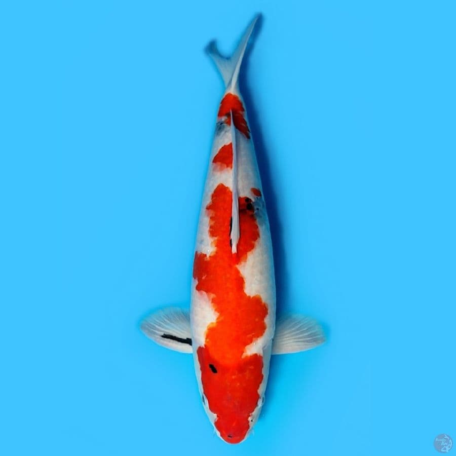 Showa jumbo 59cm bulky