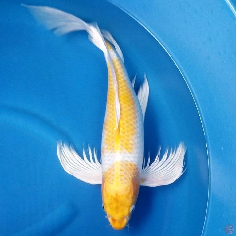 KUMPAY HARIWAKE 52 CM FEMALE