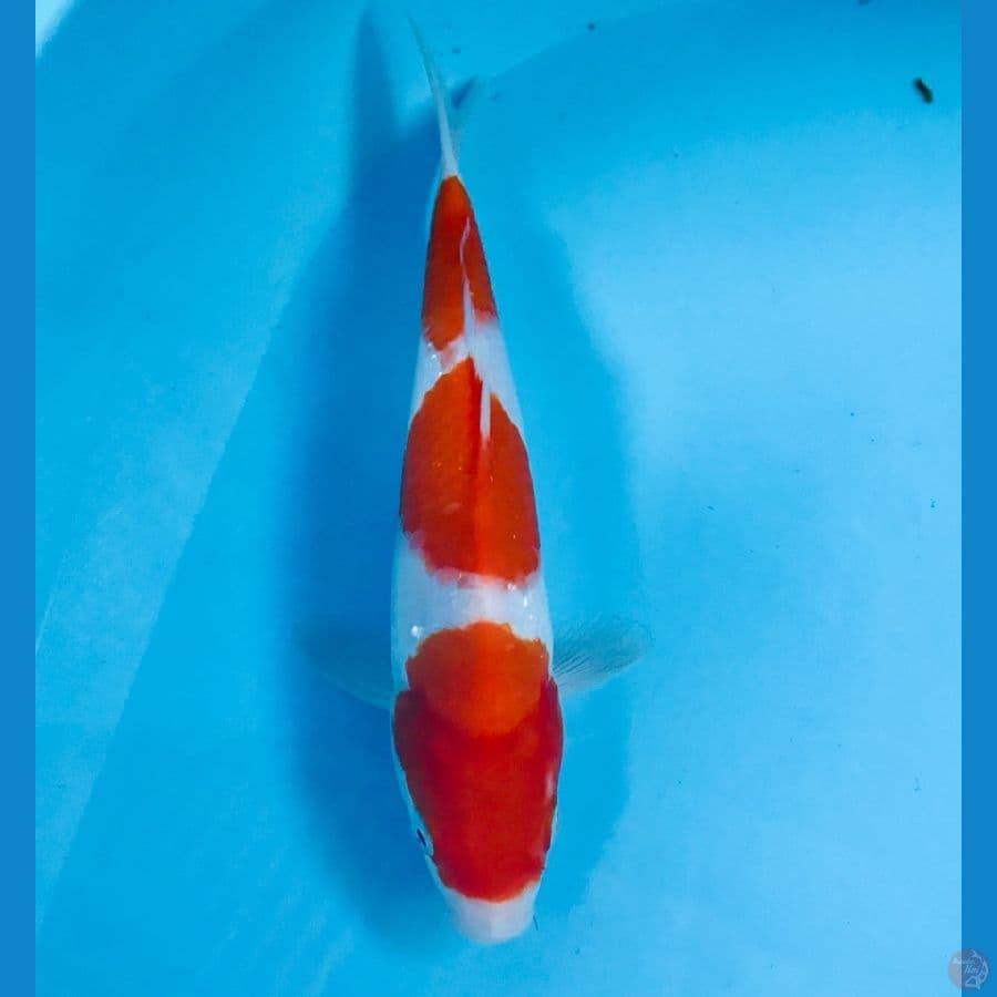 kohaku, 25 cm