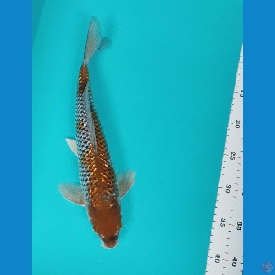 shigure ginrin 33cm