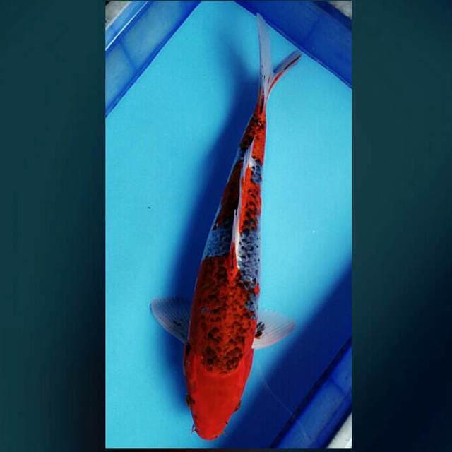 Goshiki 46cm male