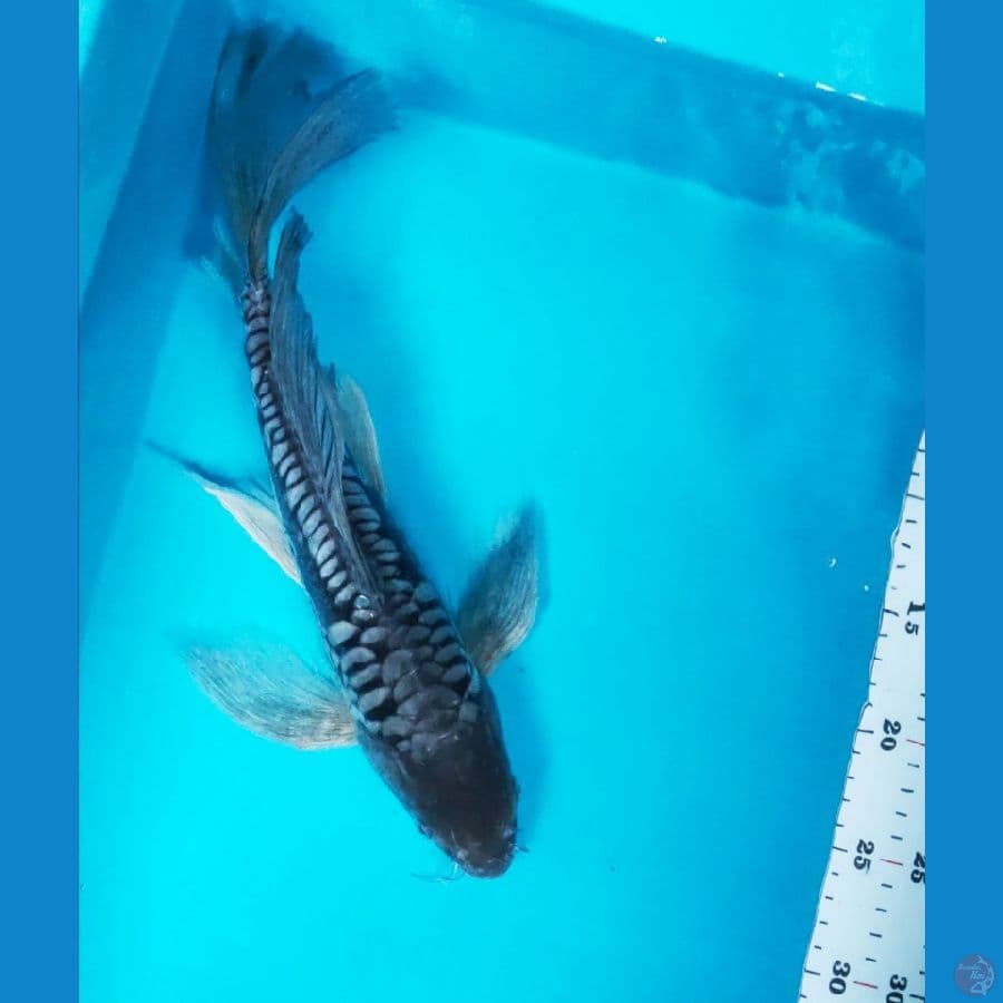 kumpay sora antik 34cm
