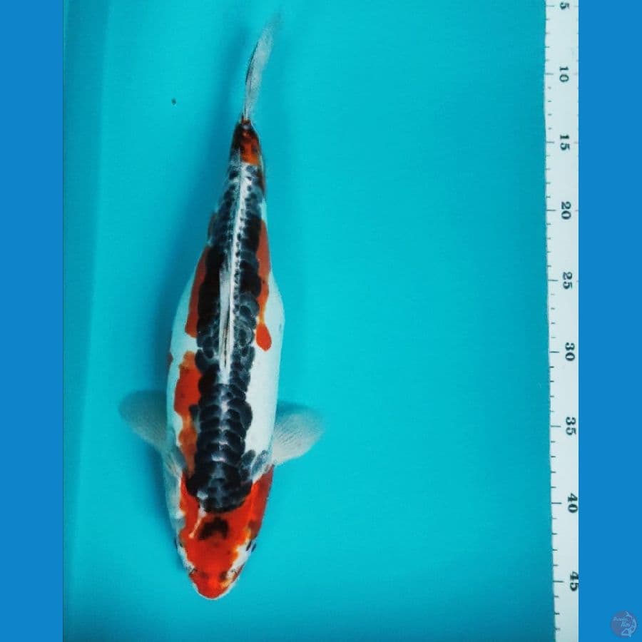 kujaku doit 38cm fm