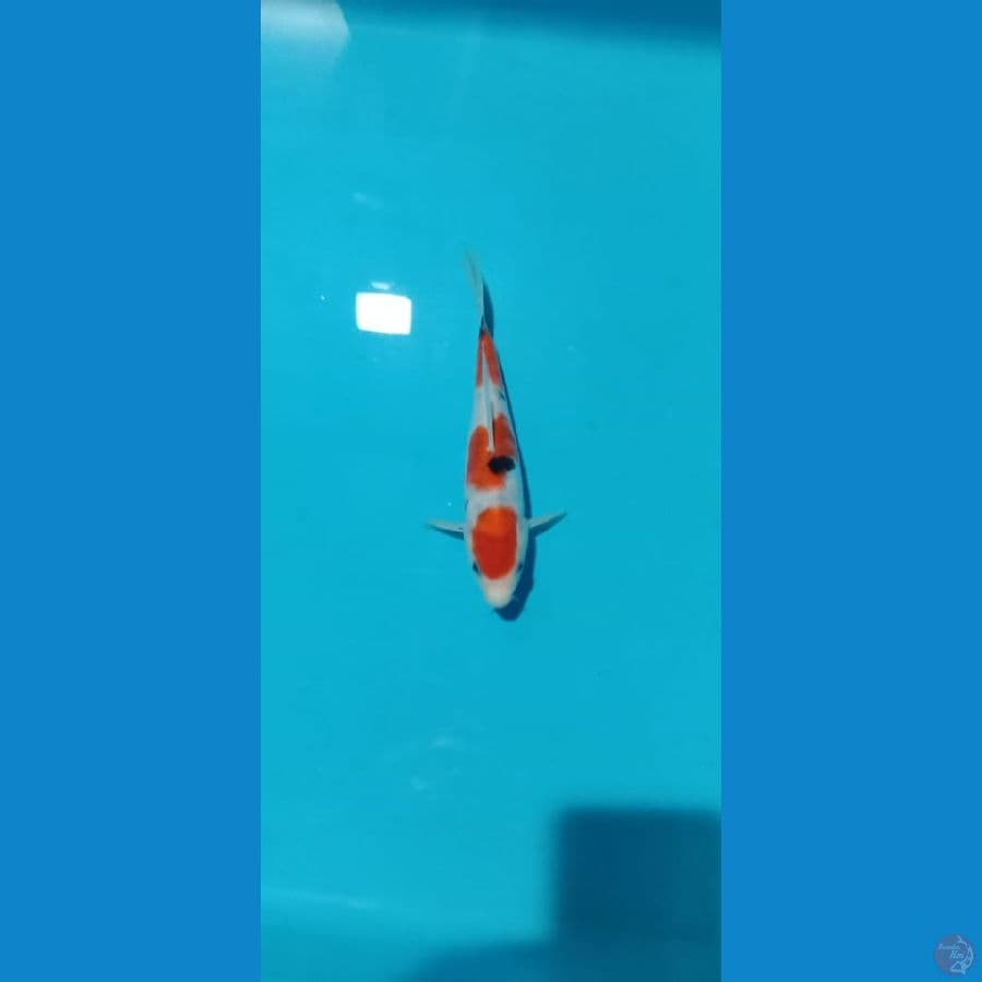 sanke Doitsu 20cm