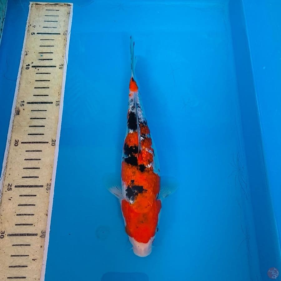25Cm, Sanke Ginrin padat