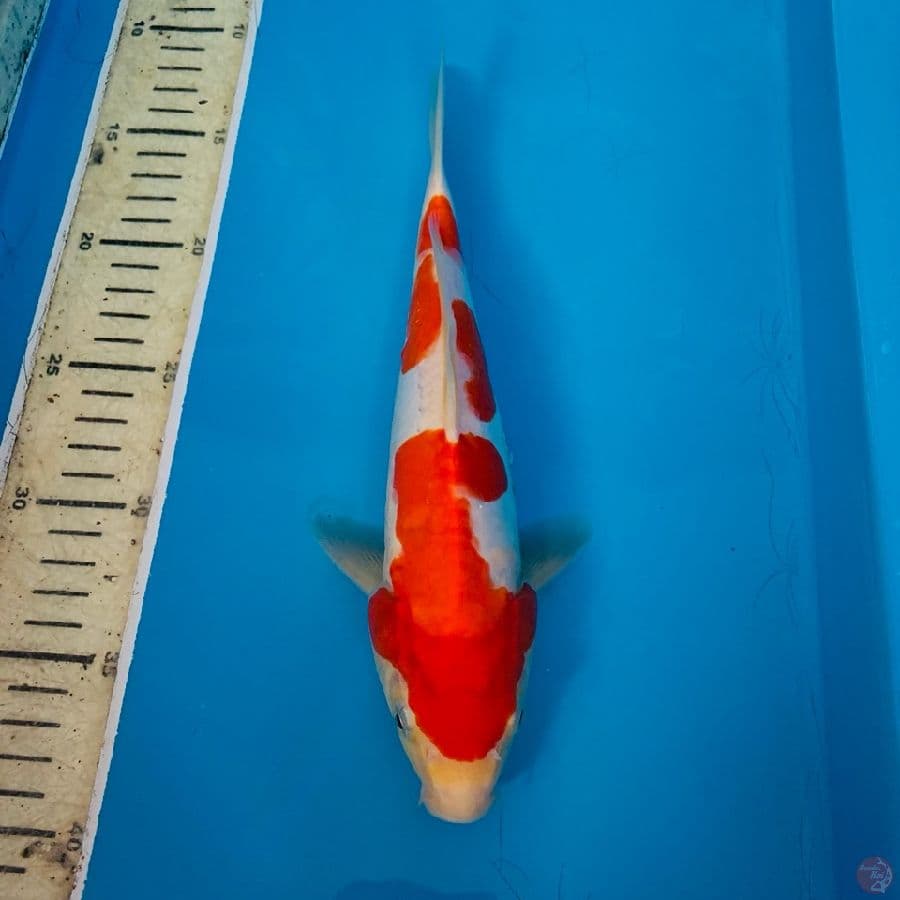 27Cm, Kohaku doitsu Antik Ring samping