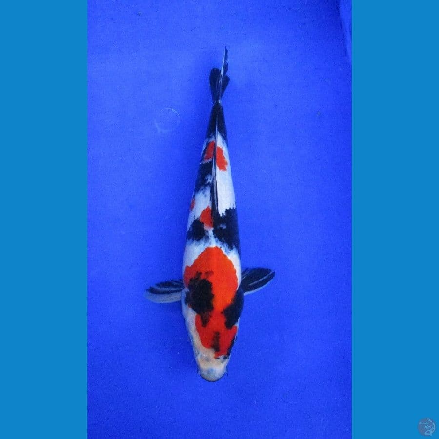 showa sansoku ±30cm