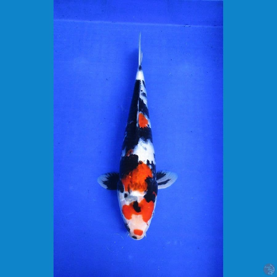 showa ±34cm