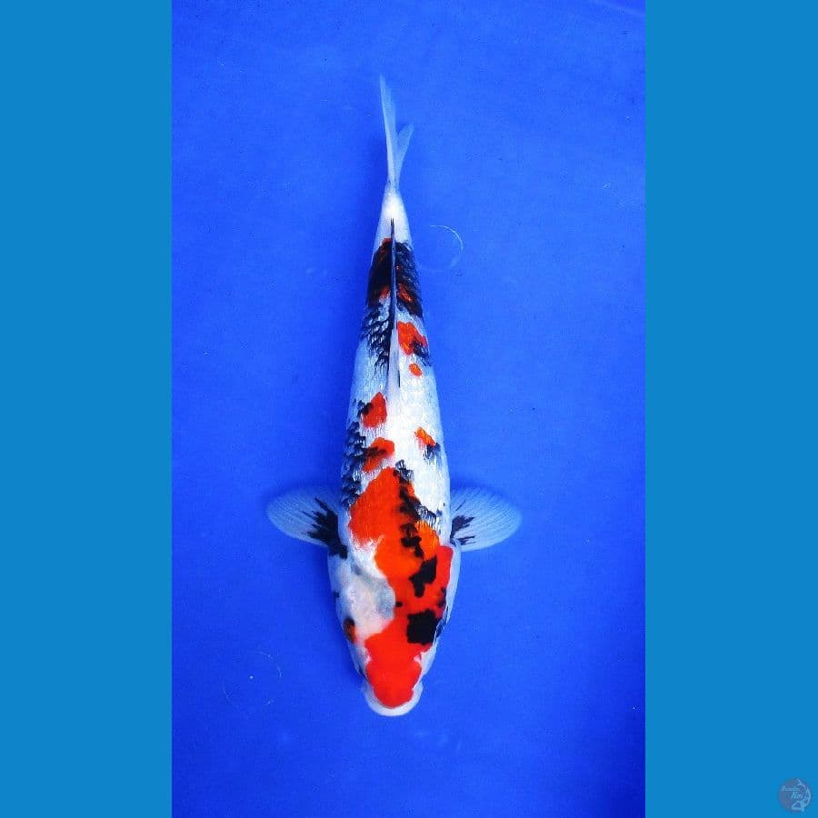 showa ginrin ±30cm