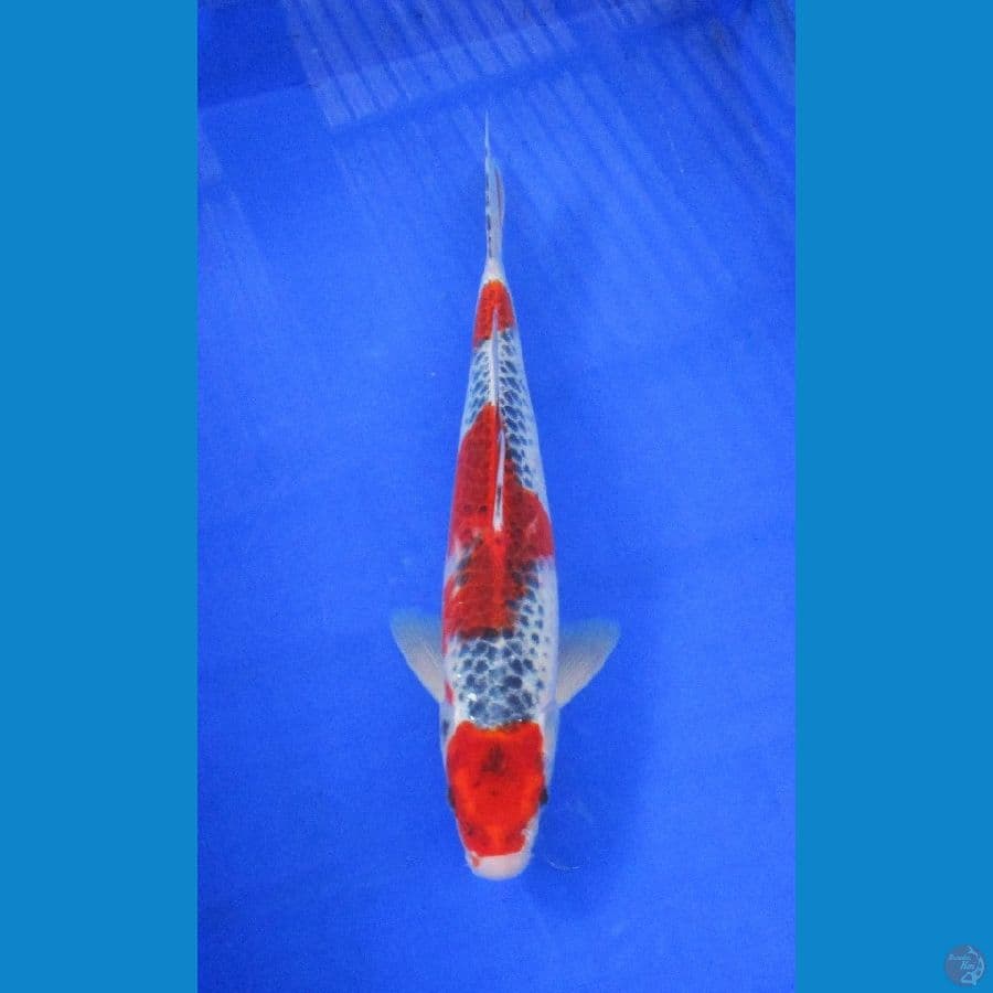 goshiki ±35cm