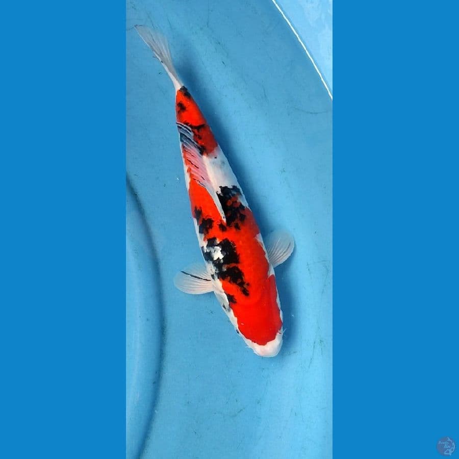Taiso sanke original,, 33 cm