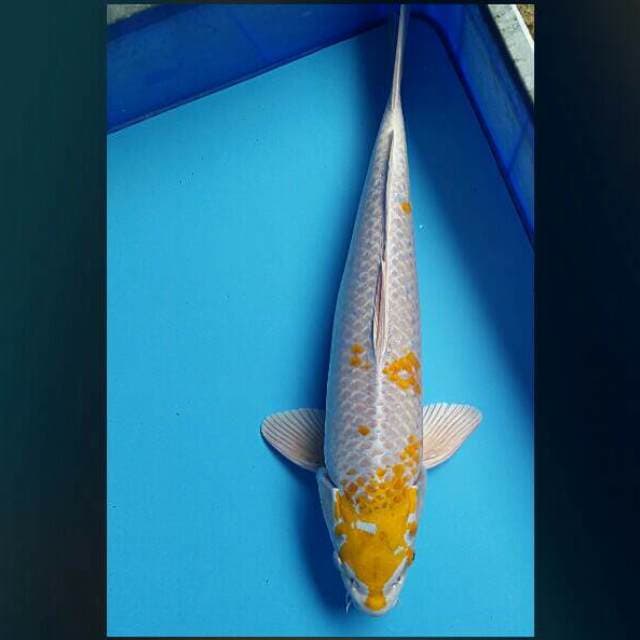 Hariwake 45cm male