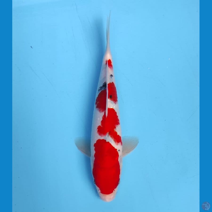 sanke tategoi 26 cm 