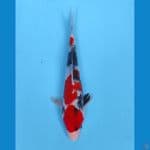 showa sanshoku 23 cm