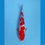 kohaku 24 cm