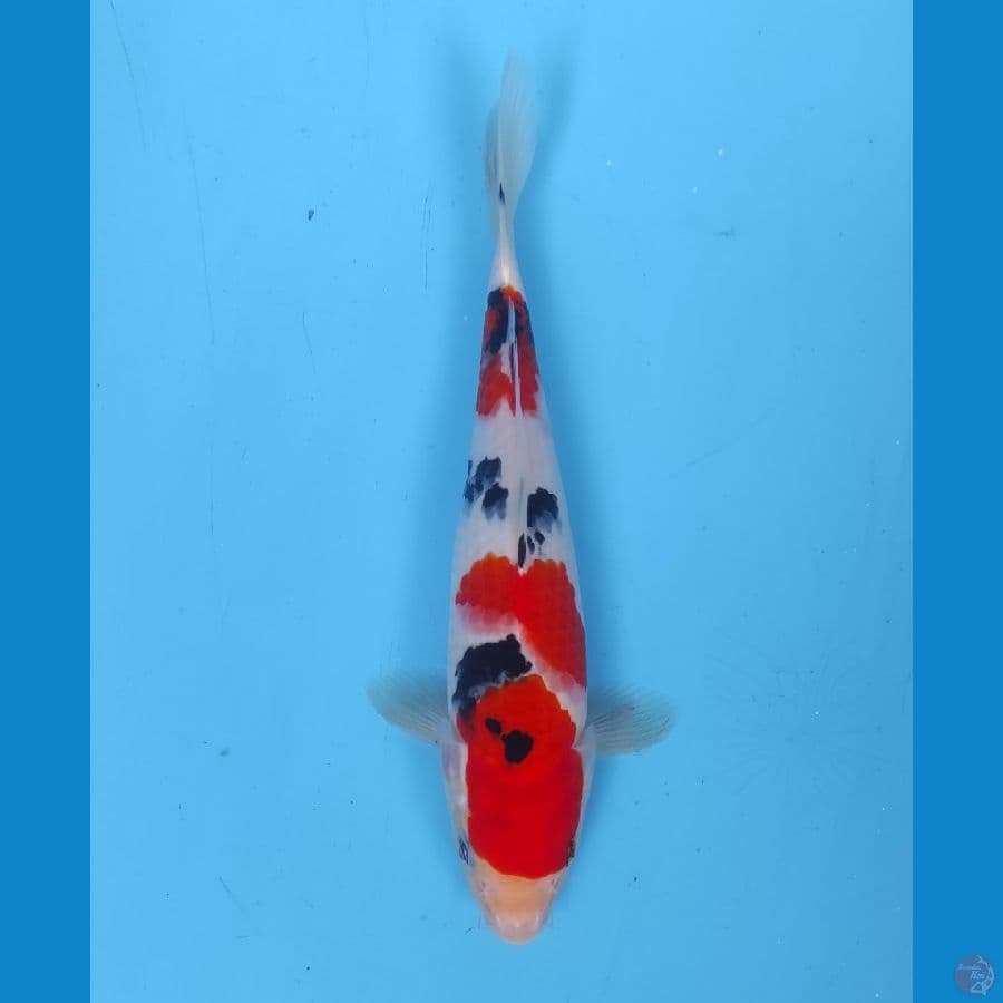 sanke 23 cm