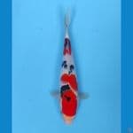 sanke 23 cm