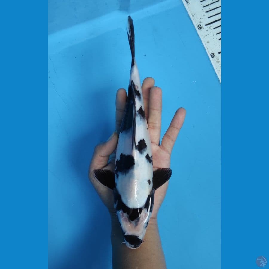 shiro utsuri 27 cm