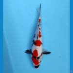 kindai showa 25 cm
