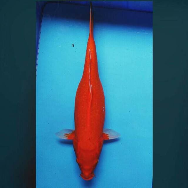 Aka hajiro 52cm