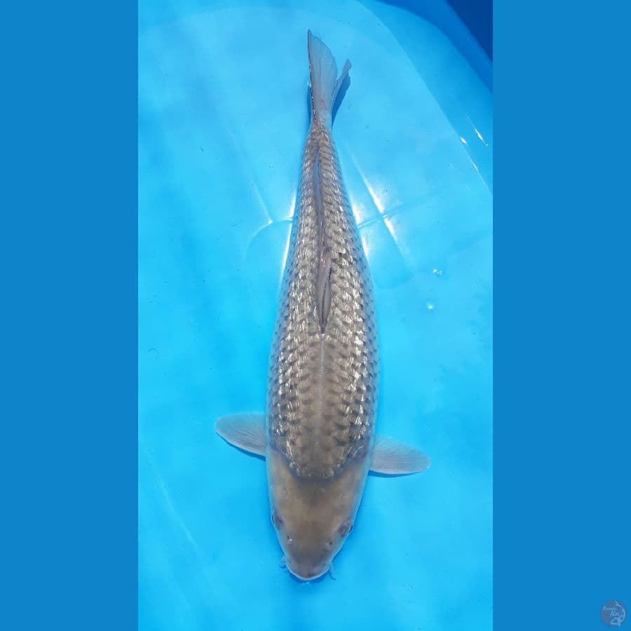 SORAGOI GINRIN Punuk Bulky / F / 42cm