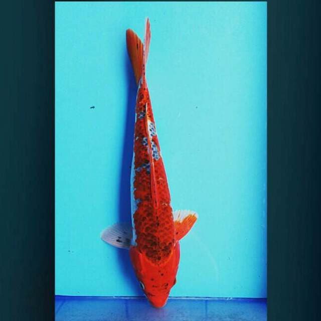 Kujaku 45cm male