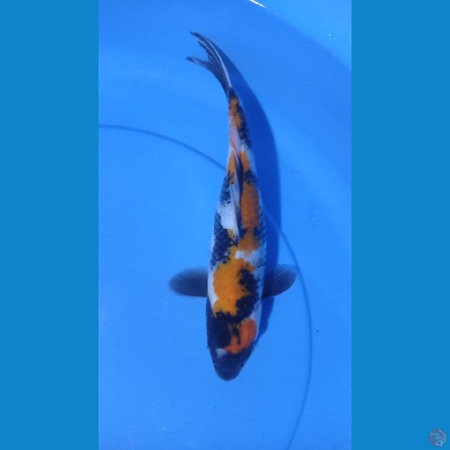 showa 27cm