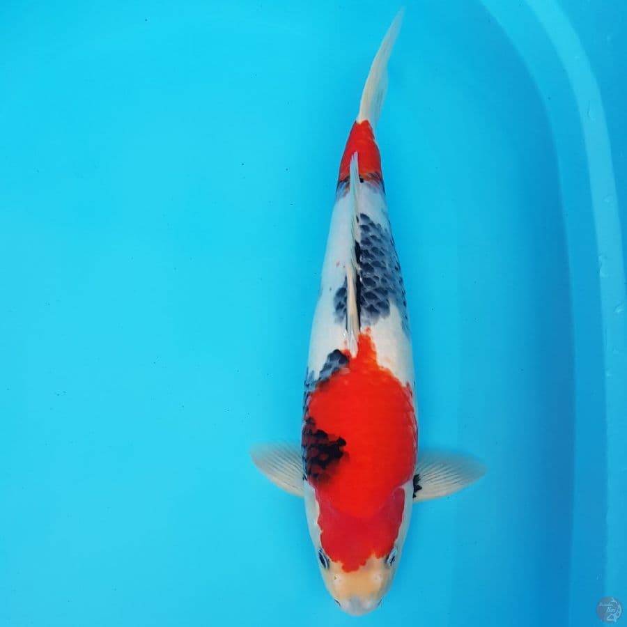 KINDAI SHOWA 44 cm