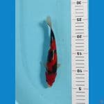 showa 20cm