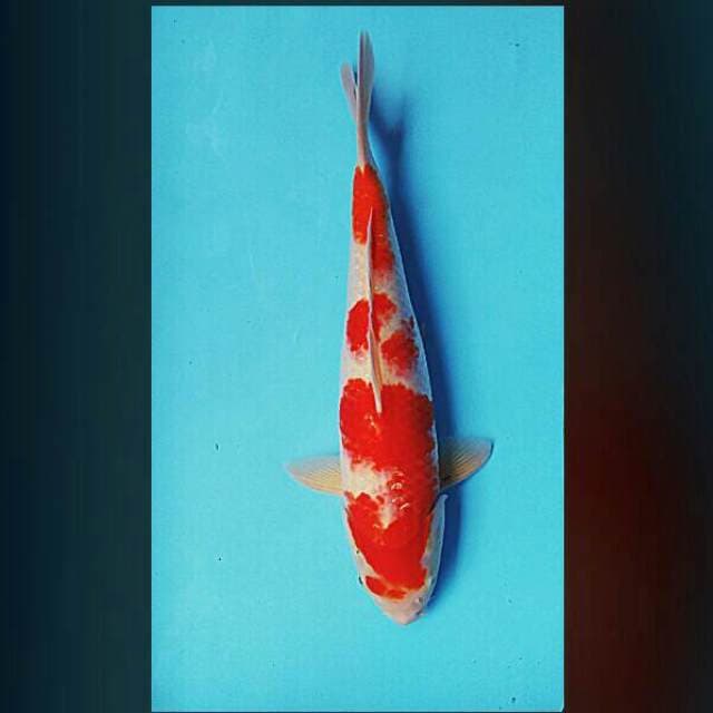 Kohaku step ori 43cm male