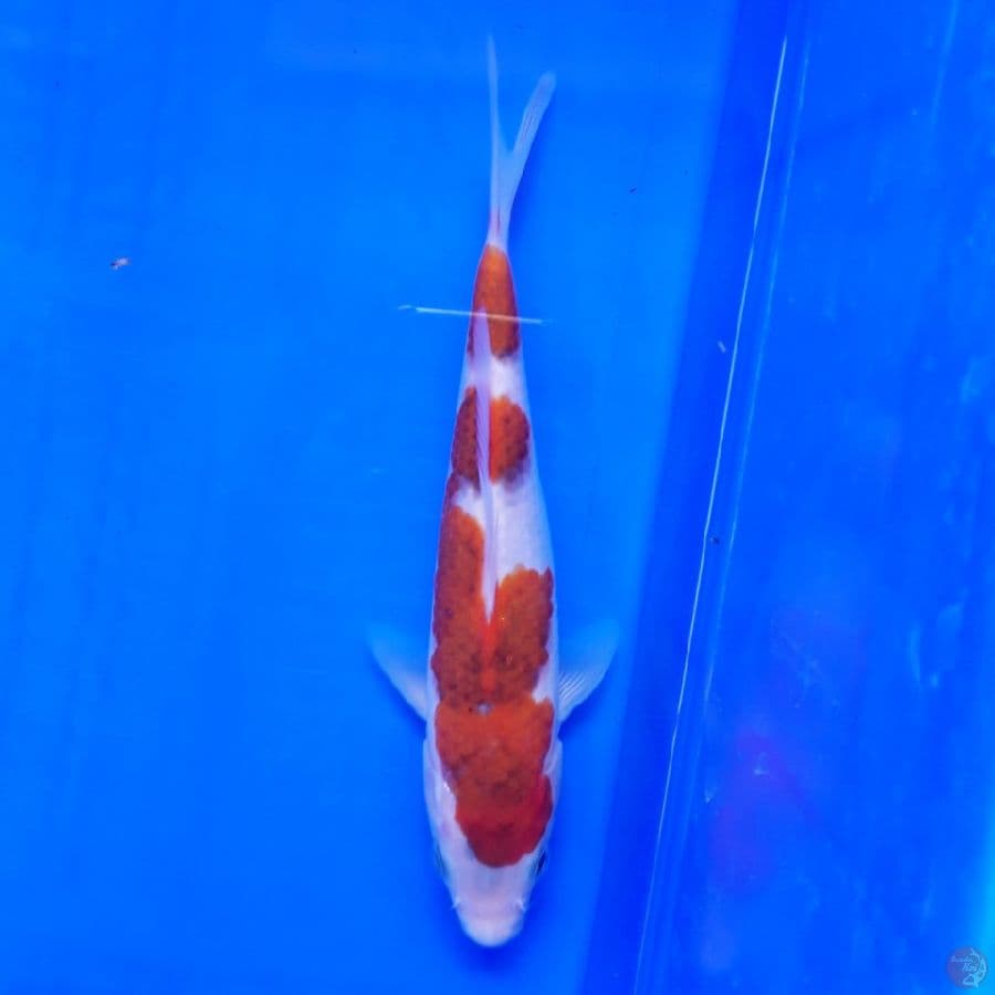 Ai Goromo 21cm