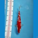 kohaku