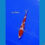kohaku murni