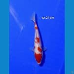 kohaku murni