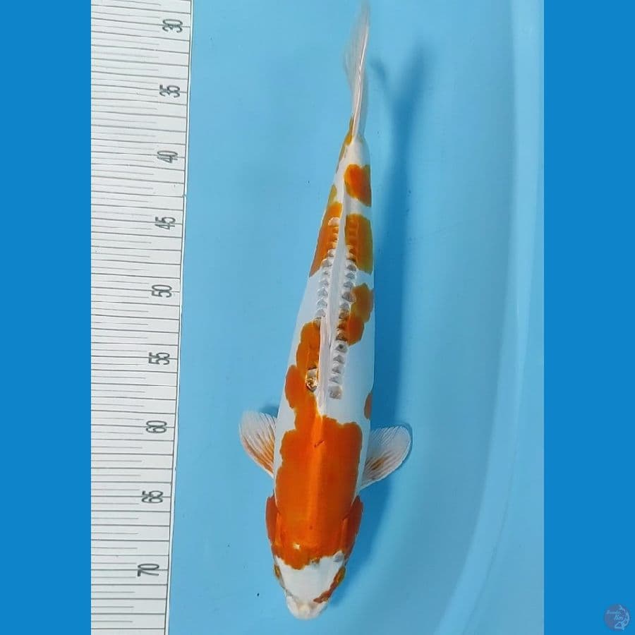 soft 40cm