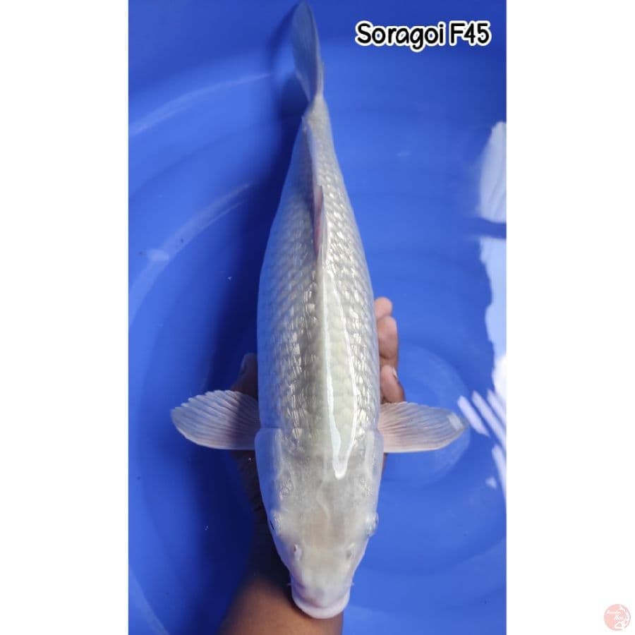 Soragoi 45CM