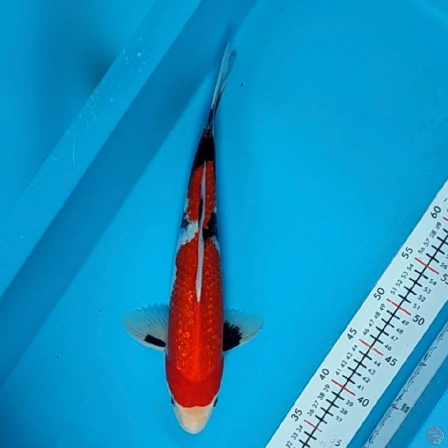 showa ginrin 36cm/mle