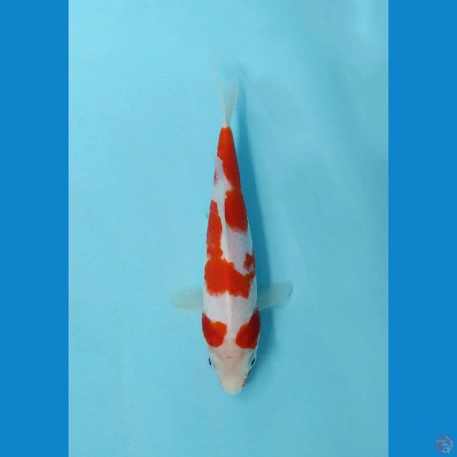 Kohaku