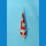 Kohaku