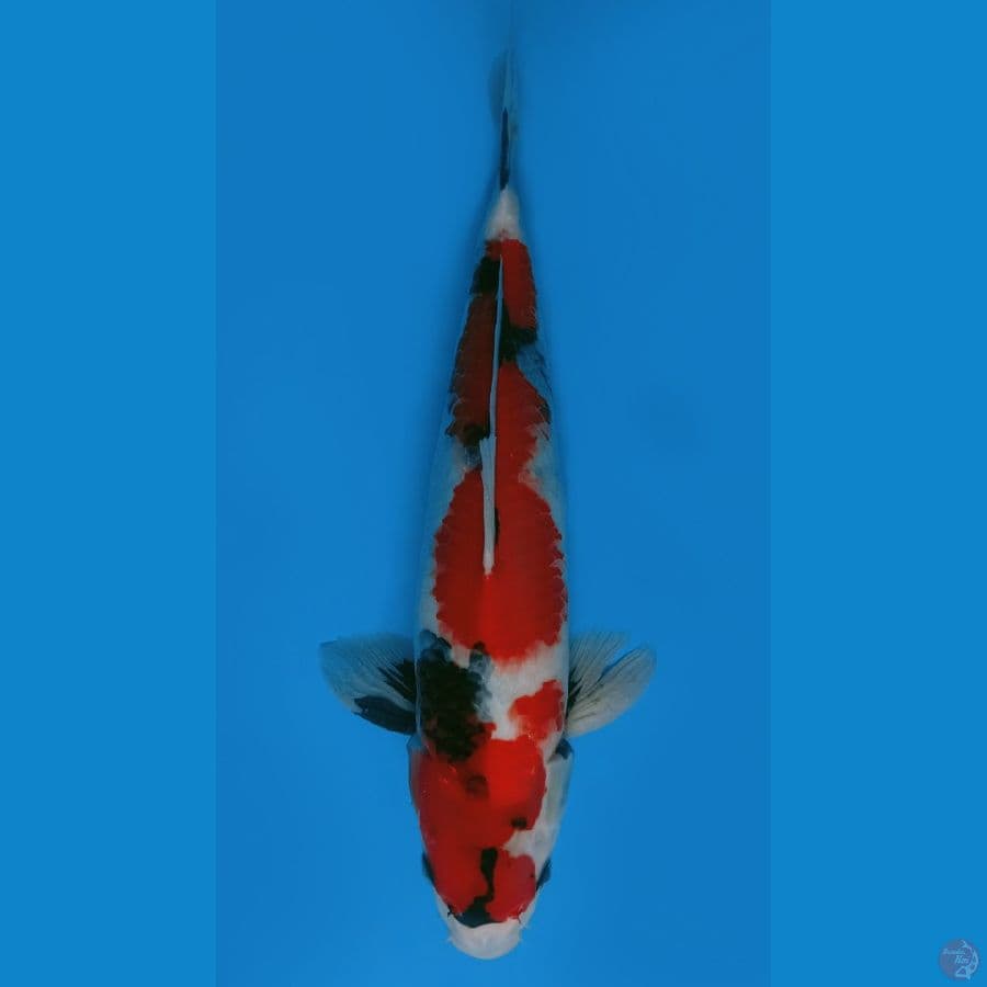 SHOWA SANSHOKU 43CM - MALE